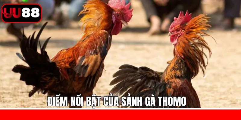 Ưu điểm nổi bật khi trải nghiệm chọi kê Thomo UU88