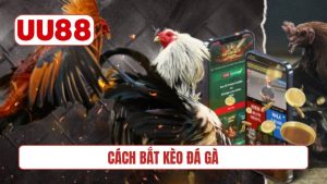 Cách bắt kèo đá gà