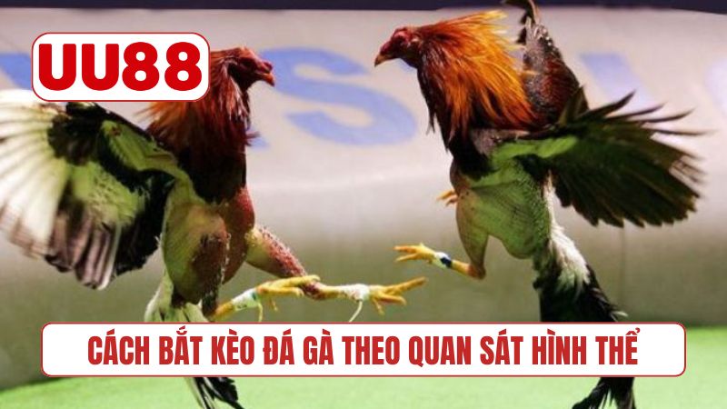Cách bắt kèo đá gà theo quan sát hình thể